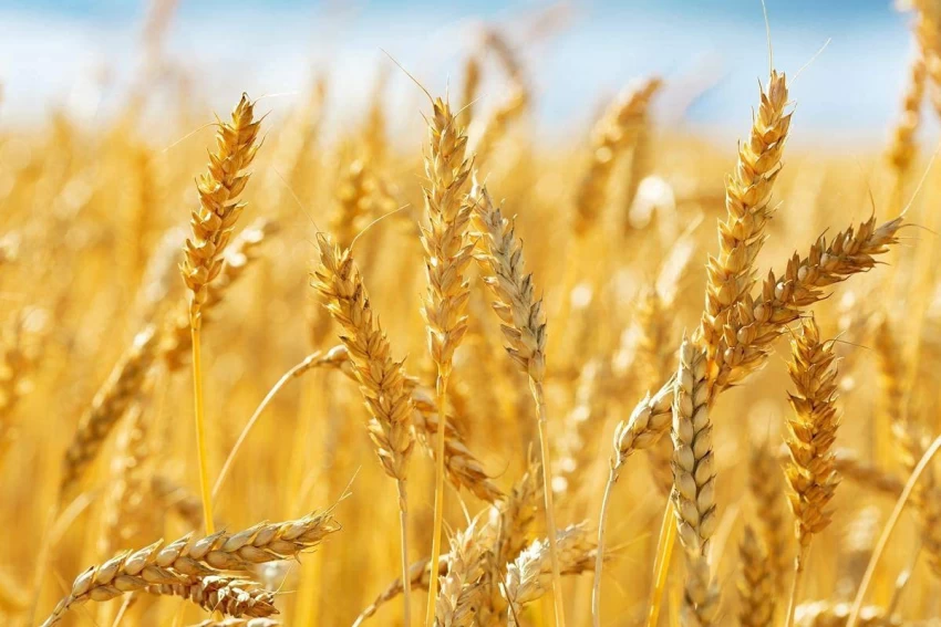 gehu-wheat