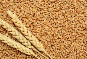 fresh-wheat