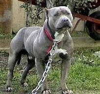 petbull