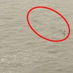 कानपुर गंगा बैराज में दिखा मगरमच्छ, इलाके में मचा हड़कंप