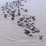 असम में दिखा प्रकृति का अद्भुत नज़ारा, ब्रह्मपुत्र पार करते दिखे 100 हाथियों का झुंड