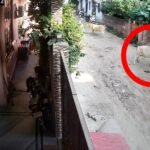 अर्जुनगंज में घर के बाहर खेल रहे बच्चे पर गाय का हमला, हालत गंभीर