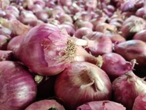 group-onion-market-close-up-look-223156550