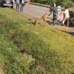 कर्नाटक के दावणगेरे हाईवे पर घायल तेंदुए का रेस्क्यू टीम पर अचानक हमला